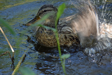 Mallard Duck behind Reeds