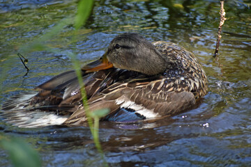 Mallard Duck with Head Backwards