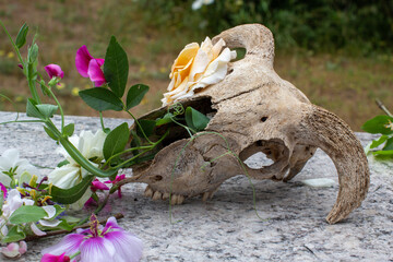 An occult arrangement of a goat skull and flowers; a druidic concept of life, death and balance.