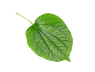 Naklejka na ściany i meble Betel leaves isolated on white background. Fresh green aromatic herbal leaves.