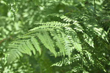Fern Leaves