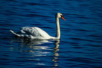 White swan swimming in blue lake