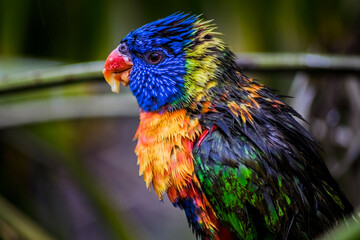 Lorikeet