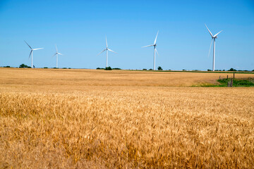 wind turbines in a field of wheat