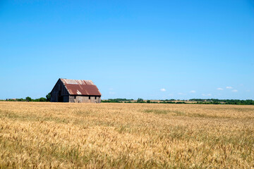 an old barn in a wheat field © chris