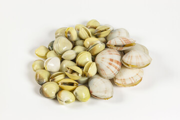 A group of fresh seashells from Philippines on white background