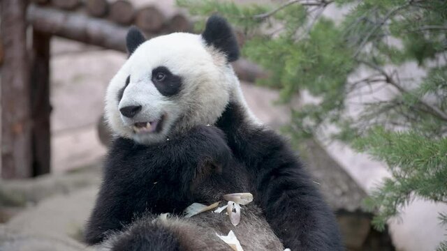 The young panda eats, the animal eats the green shoots of bamboo.