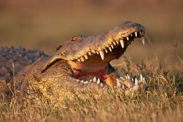 Obraz premium Crocodile