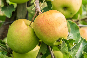 ripe jonagold apples on the tree branch closeup.