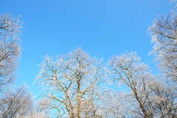 Low angle view of the old city park after a blizzard, tree trunks close-up. Hoar frost on branches. Clear blue sky with plane tracks. Warm sunlight. Latvia