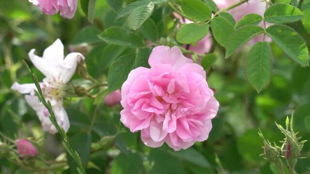 Bulgarian pink rose closeup in a gerden