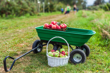 lots of apples in basket in the garden cart country farm. © olegmayorov