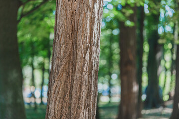 Focus on a tree on the forefront, blurred green background of forest on early spring, just awake after winter.
