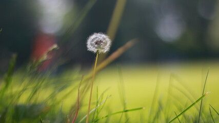 Close up of a single beatiful white pollen flower,dandelion on green grass in spring.