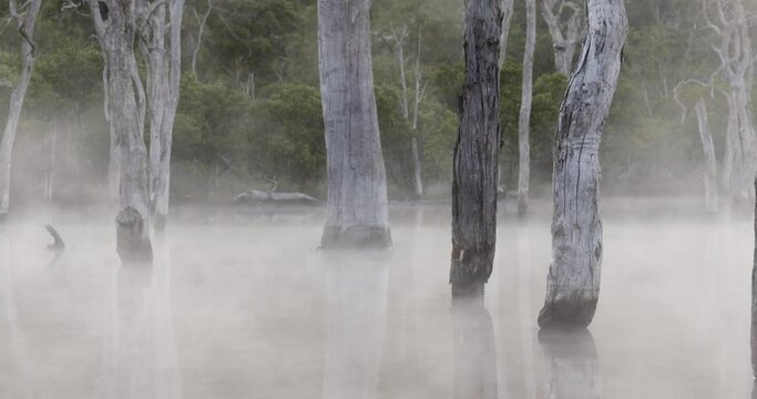 Steamy mist rising of pond with dead trees in the Australian outback.
