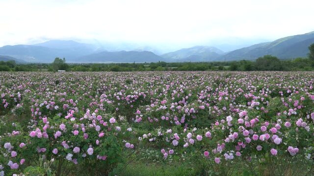 Zoom in over a big pink rose garden