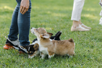 puppies and adult Corgi dogs on the green in the sunset play