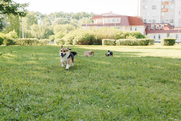 Obraz na płótnie Canvas puppies and adult Corgi dogs on the green in the sunset play