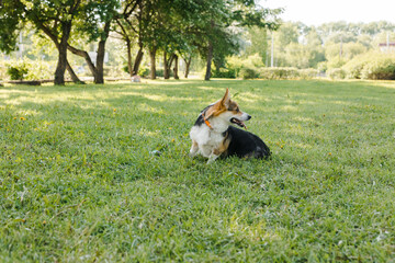 pembroke welsh corgi, little, forest, child, toy dogs, dog toy, wildlife, young, summer, smile, welsh, spring, running, cardigan, corgi, walk, lawn, corgi dog, dog, tricolor, animal, baby, outside, ba