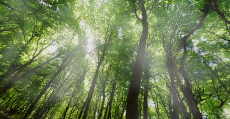 Obraz premium Forest.