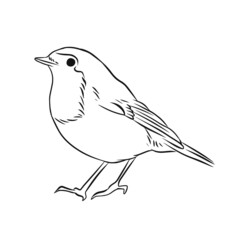 Robin bird hand drawn vector illustration black and white
