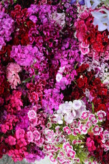 pink and white flowers