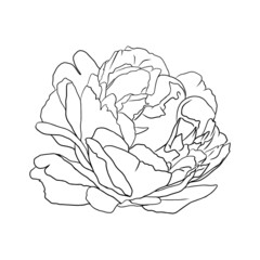 beautiful monochrome hand drawn black and white peony flower isolated on white background.
