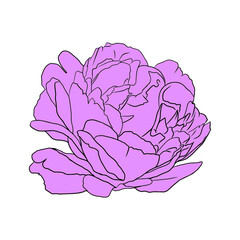beautiful peony flower colored isolated on white background.