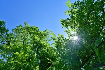 Fototapeta na wymiar 青空バックに光を浴びて輝く新緑の若葉
