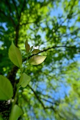 木漏れ日浴びて輝く新緑の若葉