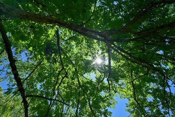 青空バックに光を浴びて輝く新緑の若葉