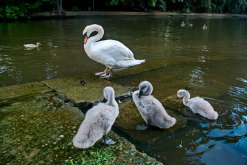 Mute swan photographed in Frankfurt am Main, Germany. Picture made in 2009.