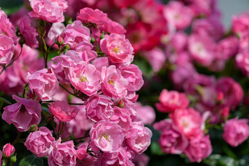 Pink miniature roses flowers, in full bloom