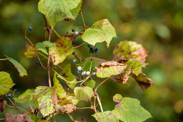 Fruit of Wild Grape, on the branch, Ampelopsis glandulosa var. heterophylla
