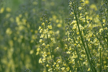 Broccoli flowers, Blooming canola flowers