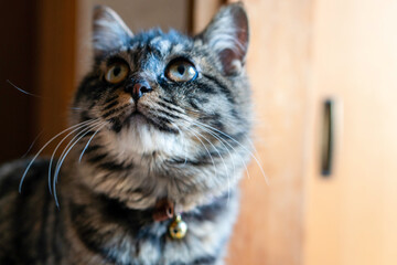 Close up of American Shorthair Mix Cat. Female