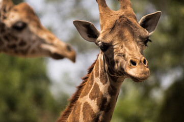 giraffe looking around with more giraffes