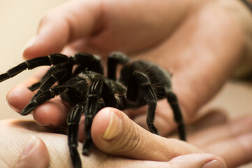 large spider posing in hands