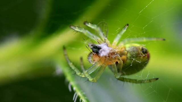 Cucumber Green Spider or Cucumber Green Orb Spider with prey. Her Latin name is Araniella cucurbitina.