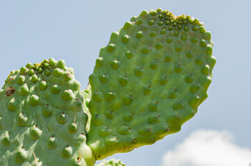 Cladode Of Spinless Cactus