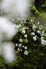 Apple blossoms blooming during late spring in Ontario, Canada.