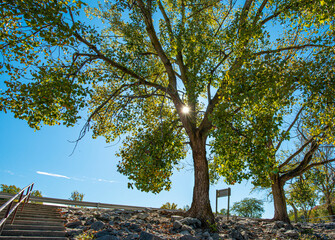 sunburst trough the braches of a majestic American Elm tree along the banks of the Kaskaskia river in Illinois