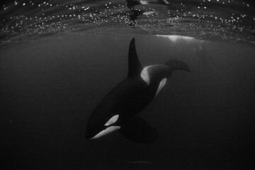 ORCA, MONOTONE © Kimura