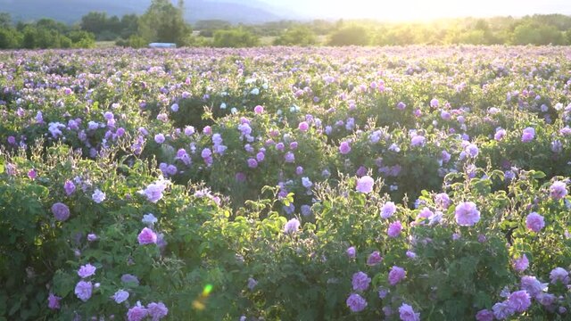 Sunset over a pink rose valey in Bulgaria