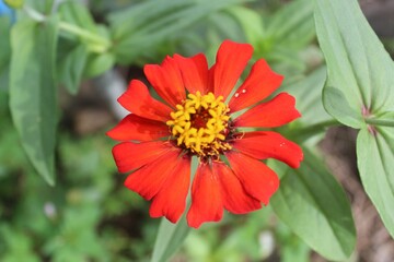 red and yellow flower