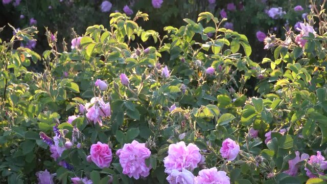 Sunset over a pink rose valey in Bulgaria