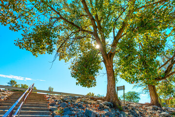 Fototapeta na wymiar concrete steps leading down to the river bank beside a majestic elm tree with a sunburst through the branches
