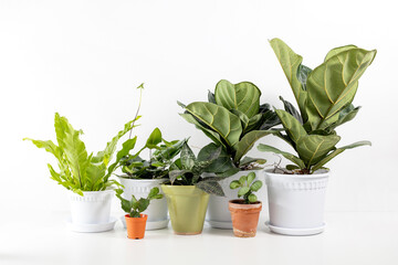 Green home potted houseplants sitting on a white table indoors, with white space for text.