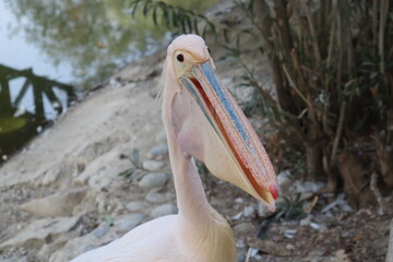 pelican on a post