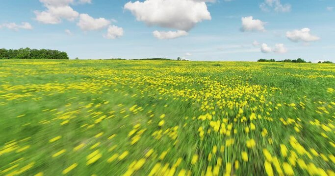 Large dandelion field / dense planted on big area with sun and cloudy sky. Aerial drone mid closeup shot
